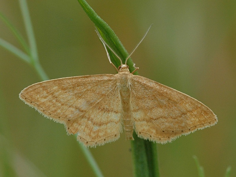 Idaea ochrata