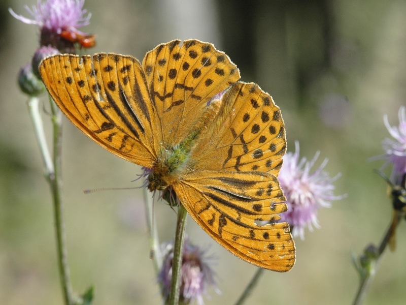 Argynnis paphia