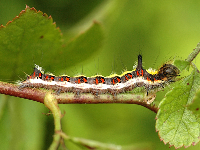 Acronicta psi