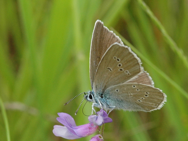 Cyaniris semiargus