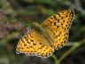 Argynnis aglaja