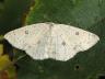 Cyclophora albipunctata