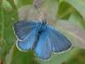 Polyommatus amandus