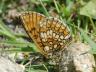 Melitaea athalia