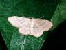 Idaea aversata