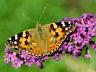 Vanessa cardui