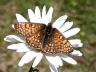 Melitaea cinxia