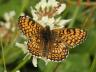 Melitaea cinxia