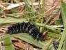 Melitaea cinxia