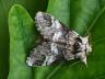 Drymonia dodonaea
