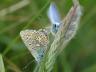 Polyommatus icarus