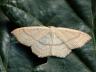 Cyclophora linearia