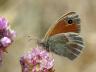 Coenonympha pamphilus