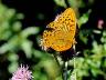 Argynnis paphia