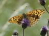 Argynnis paphia