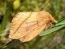 Euthrix potatoria