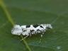 Ypsolopha sequella