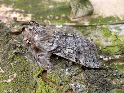 Achlya flavicornis