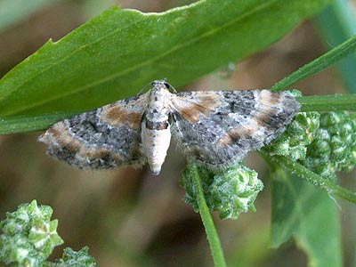 Eupithecia linariata