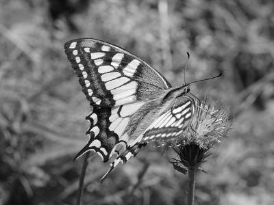 Papilio machaon