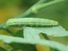 Lacanobia oleracea