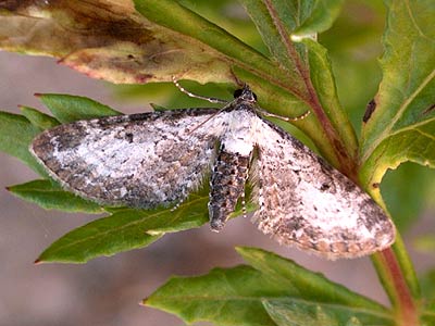 Eupithecia succenturiata