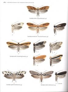 Fjärilar: Bronsmaler - rulvingemaler