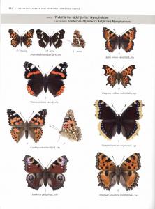 Fjärilar: Dagfjärilar