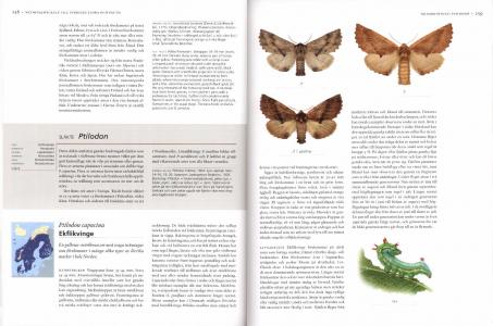 Fjärilar: Ädelspinnare - tofsspinnare